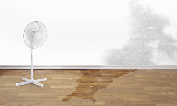 Best Local water damage restoration  in Kermit, TX