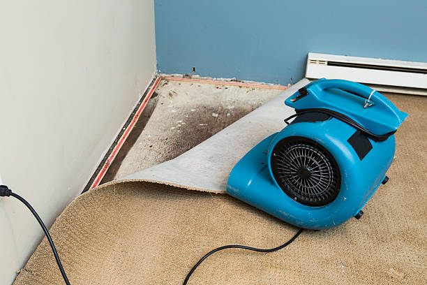 Best Basement water damage restoration  in Kermit, TX